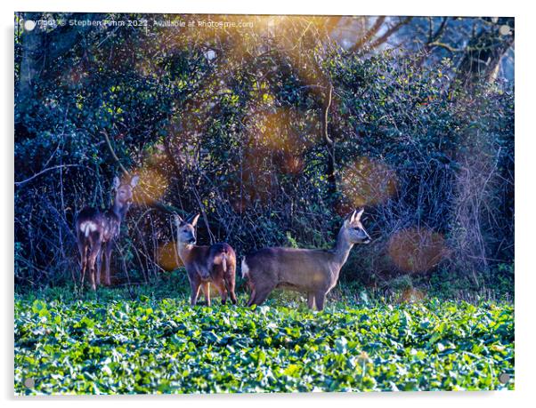 Roe Deer in a field Acrylic by Stephen Pimm