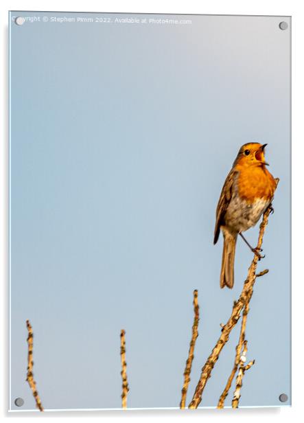 A Robin on a branch Singing  Acrylic by Stephen Pimm