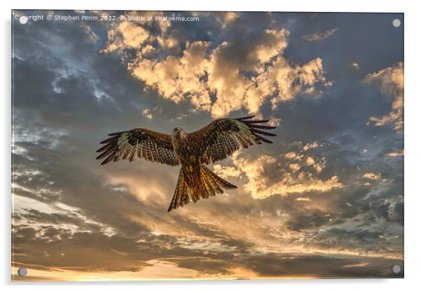 Red Kite in flight with dramatic sky Acrylic by Stephen Pimm