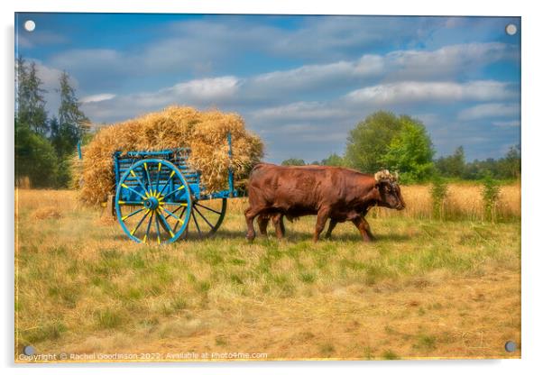 Old fashioned haymaking with Landais cattle Acrylic by Rachel Goodinson