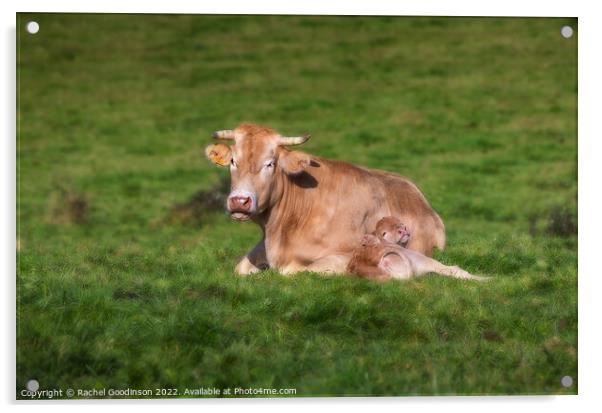 A Limousin Blanc cow and newborn calf relaxing in the sun Acrylic by Rachel Goodinson