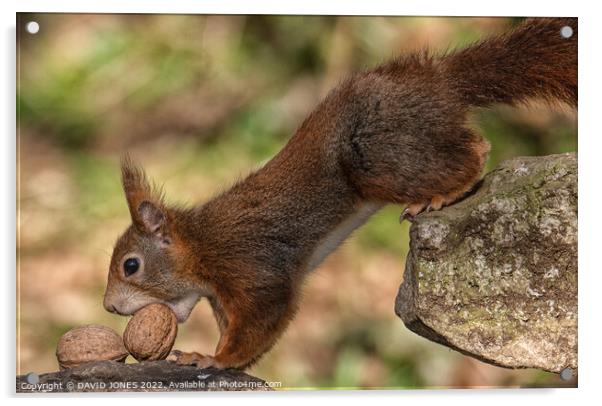 The squirrels nuts Acrylic by DAVID JONES