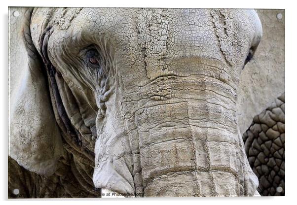Elephant Portrait Acrylic by Ray Putley