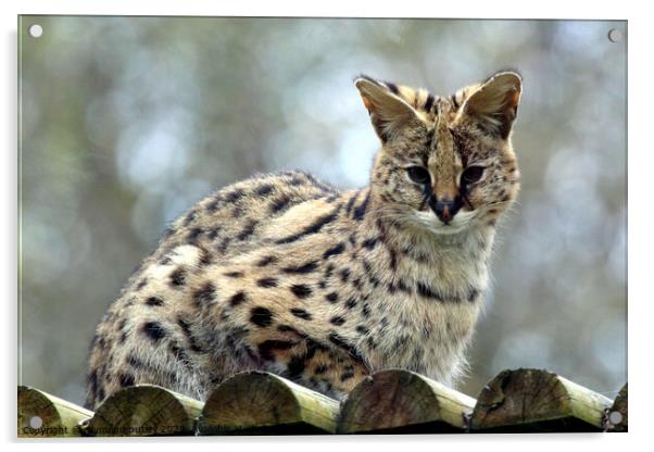 Serval Acrylic by Ray Putley