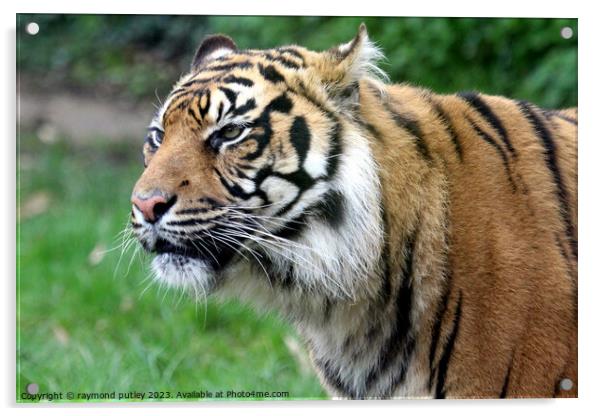 Sumatran Tiger  Acrylic by Ray Putley
