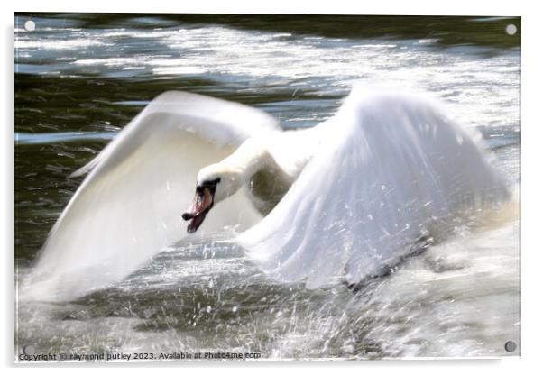 Swan in flight Acrylic by Ray Putley