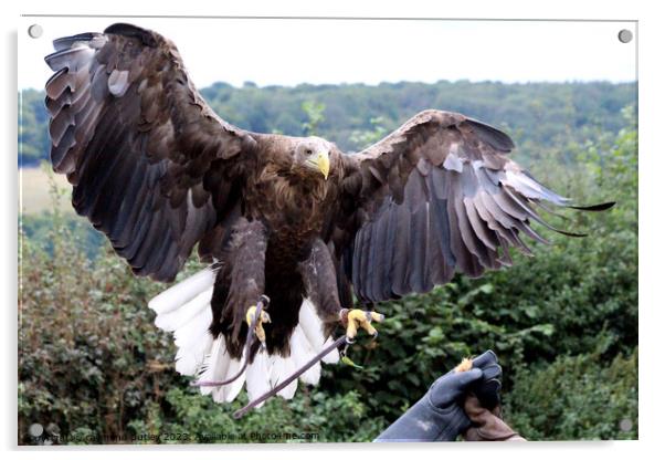 White Tailed Eagle Acrylic by Ray Putley