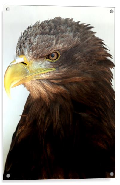 White tailed sea eagle Acrylic by Ray Putley