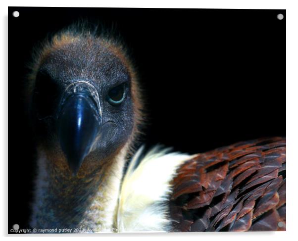 Vulture Acrylic by Ray Putley