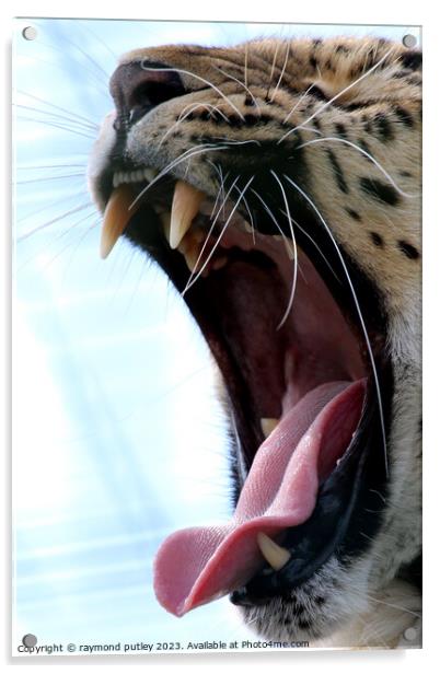 Leopards yawn Acrylic by Ray Putley