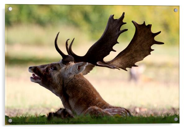 Fallow deer Acrylic by Ray Putley