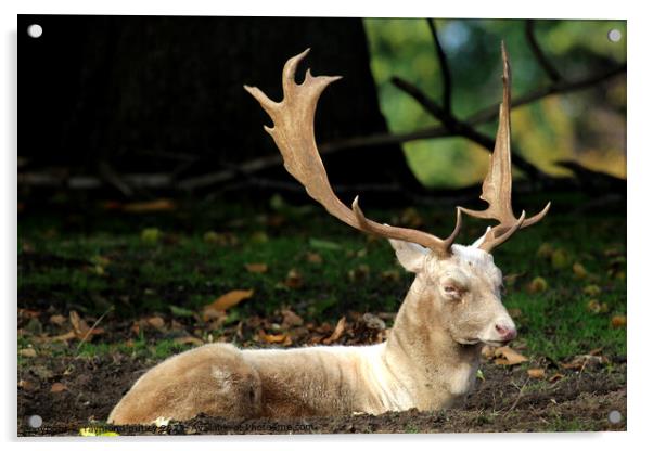 Fallow Deer Acrylic by Ray Putley