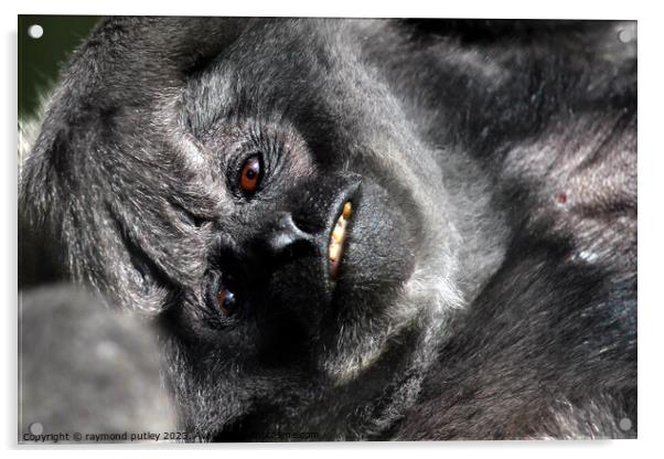 Javan Gibbon Acrylic by Ray Putley