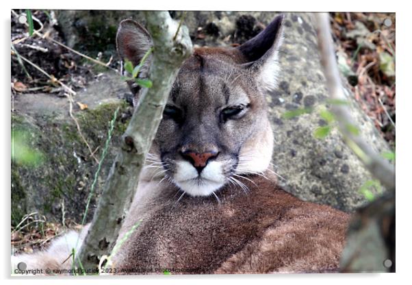 Puma Big Cat Acrylic by Ray Putley