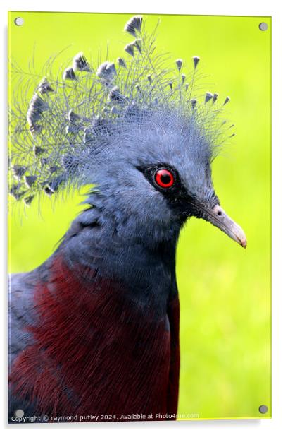 Victoria Crowned Pigeon Acrylic by Ray Putley