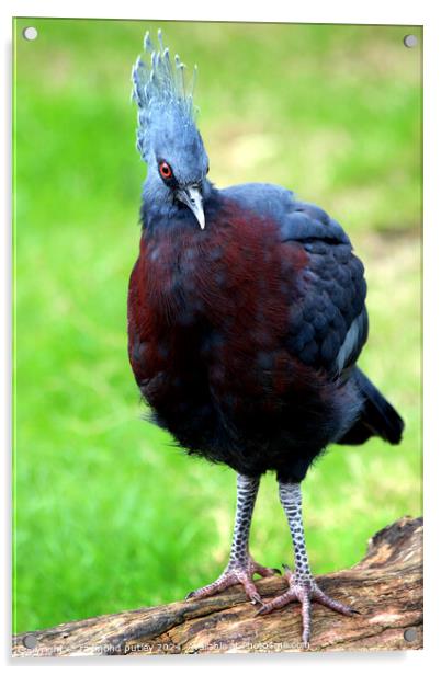 Victoria Crowned Pigeon Acrylic by Ray Putley