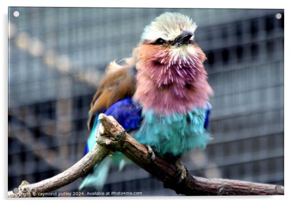 Lilac-Breasted Roller Acrylic by Ray Putley