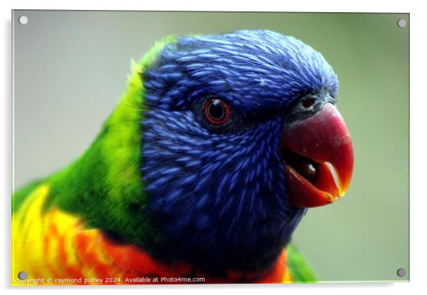 Rainbow Lorikeet Acrylic by Ray Putley