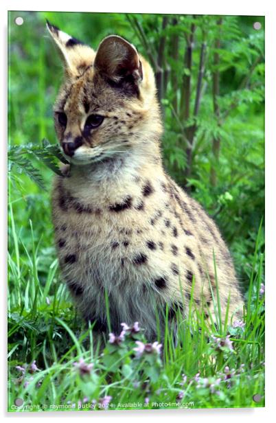 Serval Acrylic by Ray Putley
