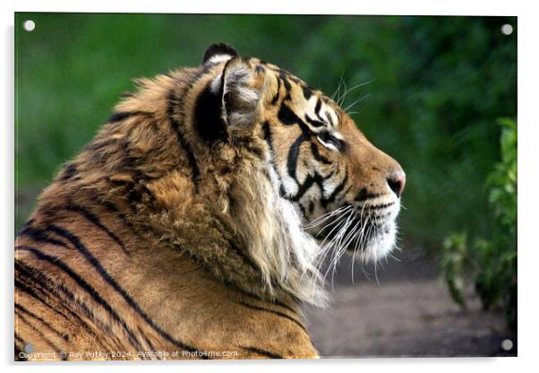 Sumatran Tiger Acrylic by Ray Putley