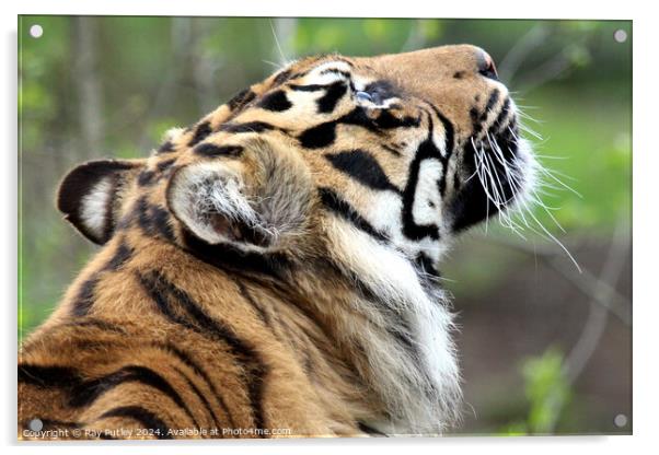 Sumatran Tiger Acrylic by Ray Putley