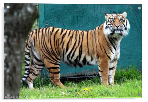 Sumatran Tiger Acrylic by Ray Putley