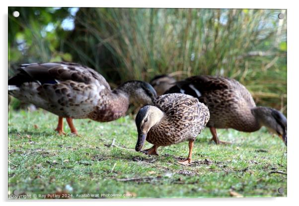 Mallard Ducks Acrylic by Ray Putley