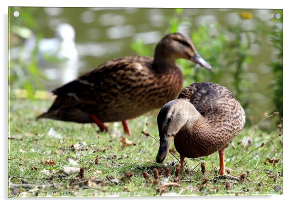 Mallard Ducks Acrylic by Ray Putley