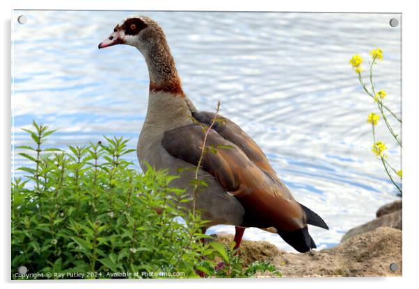 Egyptian Goose Acrylic by Ray Putley