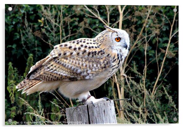 European Eagle Owl Acrylic by Ray Putley