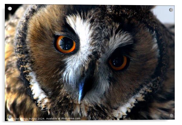 Owl Acrylic by Ray Putley