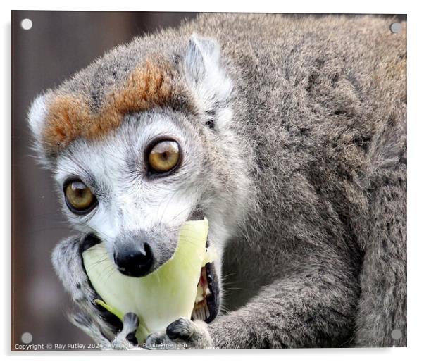 Crowned Lemur Acrylic by Ray Putley