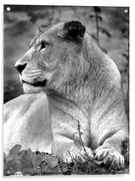 A close up of a lion Acrylic by Ray Putley