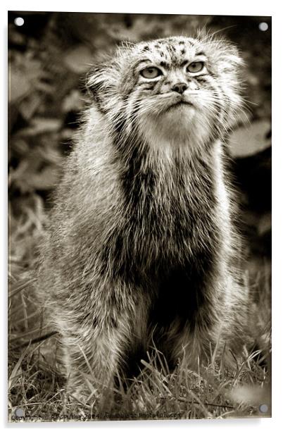 Pallas Cat Acrylic by Ray Putley