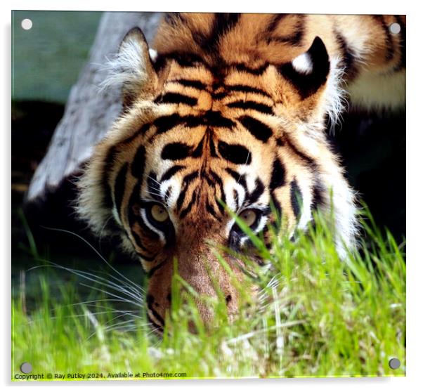Tiger Acrylic by Ray Putley