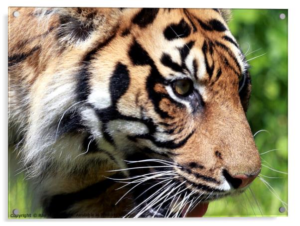 Tiger Acrylic by Ray Putley