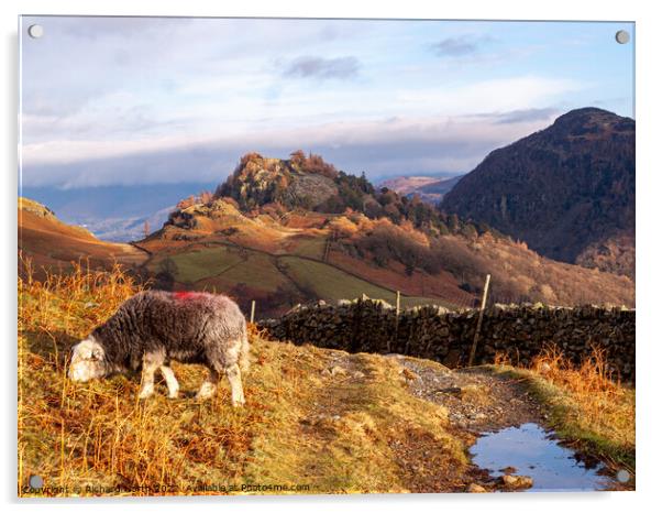 Herdwick Sheep Grazing in Front of Castle Crag Acrylic by Richard North