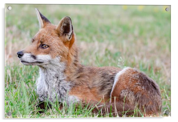 A Fox lying in the grass Acrylic by Brett Pearson
