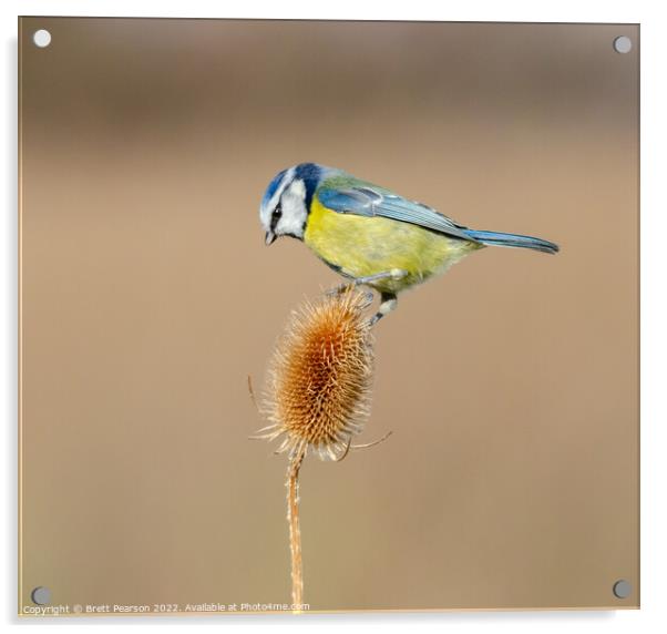 Blue tit on a Teasel Acrylic by Brett Pearson