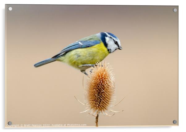 Blue tit on a Teasel Acrylic by Brett Pearson