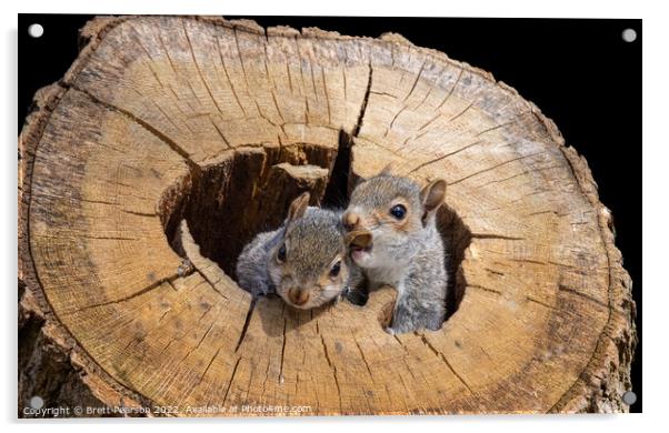 Grey Squirrels Acrylic by Brett Pearson
