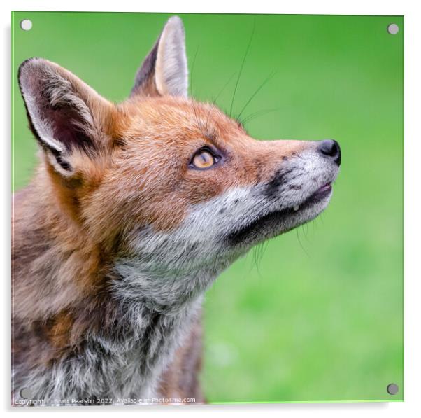 Fox Portrait Acrylic by Brett Pearson