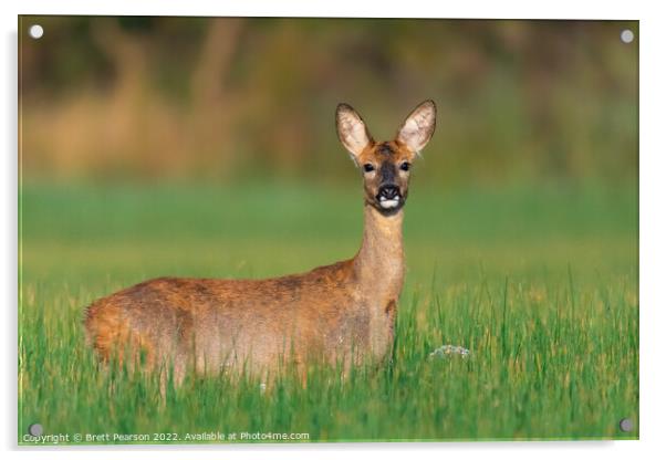 A Roe deer (doe) standing in a field Acrylic by Brett Pearson