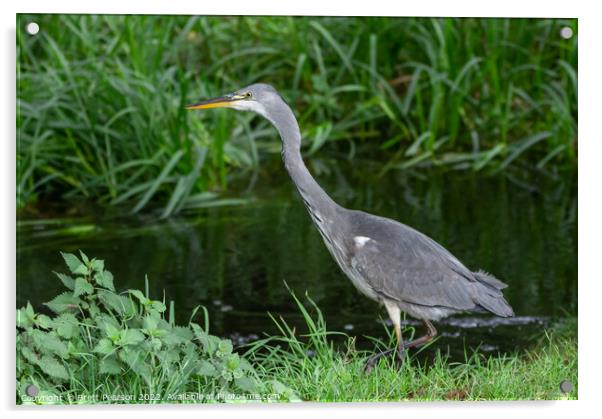 Grey Heron Acrylic by Brett Pearson