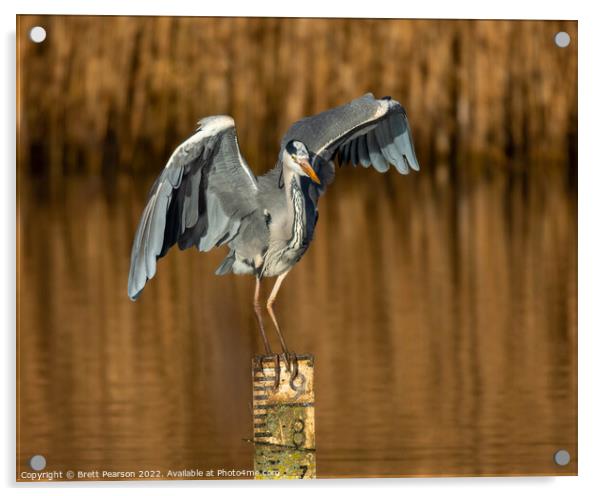 Grey heron  Acrylic by Brett Pearson