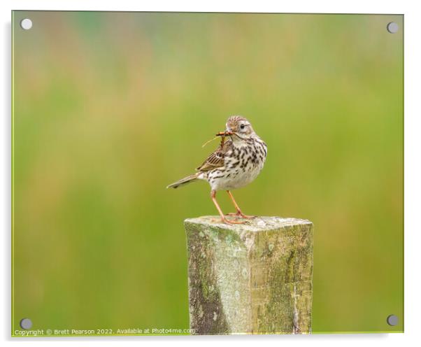 Meadow Pipit Acrylic by Brett Pearson