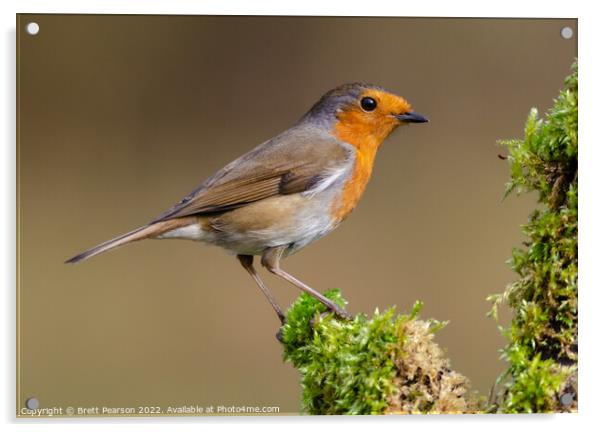 Robin Acrylic by Brett Pearson