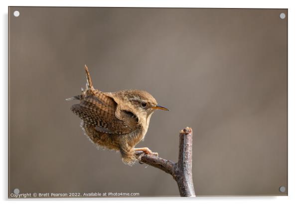 Wren Acrylic by Brett Pearson