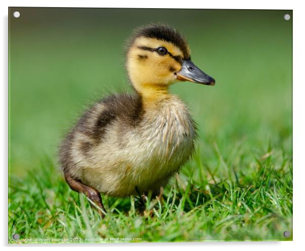 Duckling Acrylic by Brett Pearson