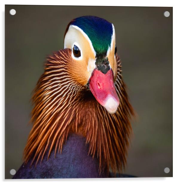 Male Mandarin Duck Acrylic by Brett Pearson